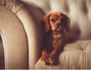 adorable-1866530_1920-002